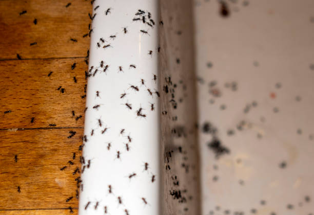 Flea Control Services in Abingdon, VA